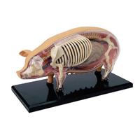 Modelo de anatomía de cerdo 4D con 19 órganos desmontables y partes de esqueleto, modelo de anatomía animal para biología, enseñanza veterinaria e investigación científica