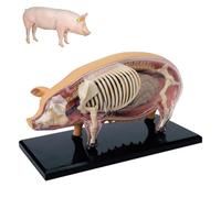 Modelo de Anatomía de Cerdo con Visión 4D, Modelos de Enseñanza Médica de Anatomía de Cerdo, Modelo Animal Desmontable con 19 Órganos y Partes del Cuerpo, Esqueleto de Biología