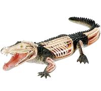 Modelo de anatomía de cocodrilo 4D, modelos anatómicos de animales, modelo de órgano de 26 cuerpos y piezas desmontables, modelos de órganos de animales de entrenamiento médico.