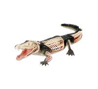 Modelo de anatomía de cocodrilo con visión 4D, modelo de órgano desmontable de 26 componentes, modelo animal, modelos de órganos animales for formación médica