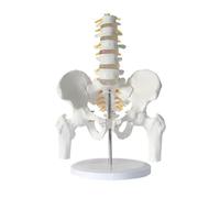 Modelo de anatomía de columna lumbar con pelvis y fémur. Modelo pélvico humano con esqueleto lumbar de cinco segmentos for exhibición. moldes de enseñanza