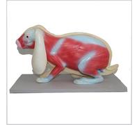 Modelo de anatomía de conejo, modelo de esqueleto animal, modelo anatómico de conejo para equipo de enseñanza de instrumentos biológicos, ayudas de enseñanza de biología/ciencia, suministros de