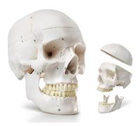 Modelo de Anatomía de Cráneo Humano a Tamaño Real, Cráneo Desmontable en 3 Partes con 54 Marcas Anatómicas Numeradas para Enseñanza Médica