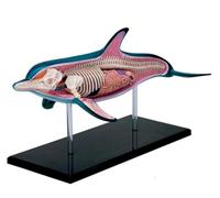 Modelo de Anatomía de Delfín 4D con 18 Órganos y Partes Desmontables, Modelo Anatómico de Animales Marinos para la Enseñanza de Biología, Educación e Investigación Científica