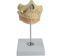 Modelo de anatomía de dientes caducifolios móviles con base de exhibición, modelo alterno de 2 partes que contiene germen de diente permanente for capacitación docente en hospitales.