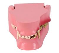 Modelo de anatomía de dientes caninos para enseñanza veterinaria con estructuras dentales precisas para mejorar la e aprendizaje, modelo de anatomía dental para perros