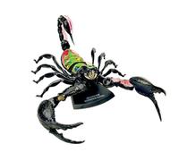 Modelo de anatomía de escorpión 4D, modelo de enseñanza de animales extraíble de 29 piezas, modelo de anatomía de órganos for la enseñanza de estudios científicos.