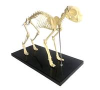 Modelo de anatomía de Esqueleto de Gato, espécimen anatómico de Huesos de Gato, ensamblado a Mano para enseñanza Veterinaria, Herramienta de demostración, 64 x 20 x 30 cm.