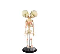 Modelo de anatomía de esqueleto humano de doble cabeza - Modelo de cráneo anatómico for visualización, enseñanza y aprendizaje