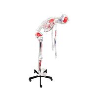 Modelo de anatomía de esqueleto humano de tamaño completo, 170 cm, con músculos pintados a mano, columna vertebral flexible