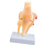 Modelo de anatomía de estructura de articulación de rodilla de PVC educativo, modelo anatómico de rótula para educación, entorno clínico, anatomía humana