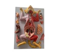 Modelo de anatomía de Gato Anatomía visceral Felina Desmontable y ensamblado órganos viscerales Modelos de enseñanza de Animales felinos