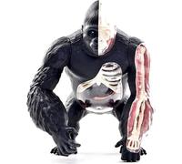 Modelo de anatomía de gorila 4D, 29 esqueleto de órgano de simio de espalda plateada desmontable, modelo anatómico animal biológico for enseñanza veterinaria, clase de biología e