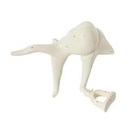 Modelo de anatomía de huesecillos. Ampliación de la Estructura del oído Interno. Modelo anatómico médico de huesecillos for la enseñanza de Clases de Ciencias.