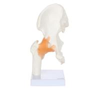 Modelo de anatomía de la articulación de la cadera humana 1:1, modelo de esqueleto con ligamentos flexibles y puntos de referencia óseos for exhibición en fisioterapia y masajes. moldes de enseñanza