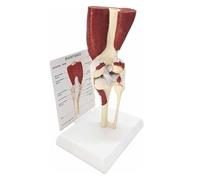 Modelo de anatomía de la articulación de la rodilla humana, tamaño real con base derecha, modelo de articulación de rodilla con ligamentos, modelo de anatomía para consultorio médico y aulas, recursos