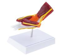 Modelo de anatomía de la articulación del codo derecho musculado para enseñanza e investigación, uso educativo, modelo de articulación de codo humano