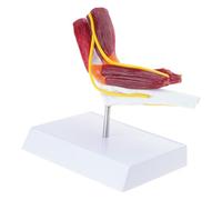 Modelo de anatomía de la articulación del codo derecho musculado para enseñanza, investigación, uso educativo, herramienta profesional de formación sanitaria