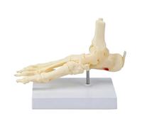 Modelo de anatomía de la articulación del pie para estudiantes de anatomía, pantalla de estructura de tobillo de con tamaño de enseñanza de 22 x 12, 5 x 17 cm para mesas de estudio Modelo del pie