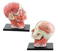 Modelo de anatomía de la cabeza humana 4D, modelo anatómico del nervio muscular del tejido cerebral, cerebro de 14 partes desmontables for el aprendizaje de la enseñanza médica.