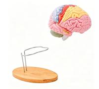 Modelo de anatomía de la cabeza humana ampliada 2X Modelo de estructura cerebral anatómica codificada para estudios de neurología y psicología Mente educativa