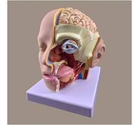 Modelo de anatomía de la Cabeza Humana con Cerebro - Modelo anatómico del Cerebro - Modelo de anatomía Cabeza Humana con Modelo de arteria Cerebral - 4 Partes - para Estudio Enseñanza Model