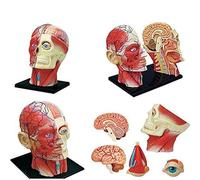 Modelo de anatomía de la Cabeza Humana de la visión 4D - 14 Partes Modelo anatómico del Cerebro del cráneo extraíble Rompecabezas de la Cabeza Juguete Herramienta de enseñanza