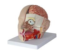 Modelo de anatomía de la cabeza humana - Herramienta educativa detallada del cerebro y las arterias para neurología y enseñanza anatómica