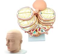 Modelo de anatomía de la cabeza humana, visualización de anatomía transversal del cerebro, 12 partes de rebanadas de enseñanza de medicina del cerebro humano con marca, for estudio de