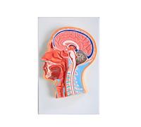 Modelo de anatomía de la Cabeza Mediana Mediana de la sección sagital Modelo Media Cabeza del Cerebro craneal del Cerebro de enseñanza ayudas de enseñanza