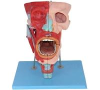Modelo de anatomía de la cavidad nasal humana, modelo de PVC para estudio nasal, boca y garganta en aulas de ciencias
