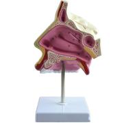 Modelo de anatomía de la cavidad nasal, modelos anatómicos nasales humanos de tamaño natural con etiqueta digital, for consultorios médicos y aulas.