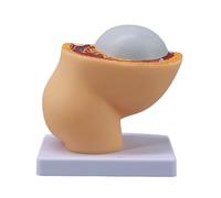 Modelo de anatomía de la cavidad pélvica femenina Embarazo anatómico Modelo de desarrollo fetal para obstetricia Demostración clínica Pélvica anatómica para estudiantes