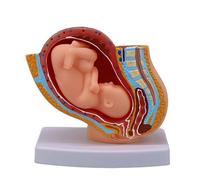 Modelo de anatomía de la cavidad pélvica femenina Embarazo anatómico Modelo de desarrollo fetal para obstetricia Demostración clínica Pélvica femenina con feto a término