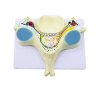 Modelo de anatomía de la Columna Vertebral de la Quinta vértebra Cervical agrandada Tiene 40 Partes anatómicas etiquetadas y Detalles Anatomía Interna de la Columna Vertebral Arteria Vertebral