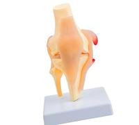Modelo de anatomía de la estructura de la articulación de la rodilla de la rótula con músculos y ligamentos detallados para estudio de anatomía de demostración en rodilla humana