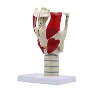 Modelo De Anatomía De La Garganta Humana Agrandado Modelo Anatómico De Faringe Y Laringe Para Enseñanza Investigación Demostración Clínica Anatomía De La Garganta Agrandada