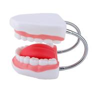 Modelo de anatomía de la lengua de dientes humanos modelo de lengua anatómica ampliada Herramienta de enseñanza para informe de conferencias Práctica escolar dental