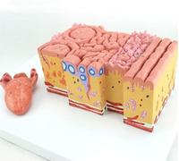 Modelo de anatomía de la lengua humana, lenguas que recubren papilas gustativas, modelos de ampliación de tejido de gastroenterología oral for material didáctico de demostración.