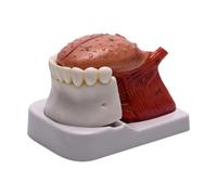 Modelo de Anatomía de La Lengua Humana para Exhibir La Comunicación del Paciente Médico Niños