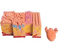 Modelo de anatomía de la lengua humana, revestimiento de la lengua, papila gustativa, papilas gustativas, modelo de enseñanza de gastroenterología oral, simulación de medicina