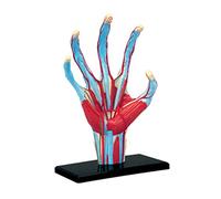 Modelo de anatomía de la mano Esqueleto Ayuda para la enseñanza médica Rompecabezas Juguete de ensamblaje Laboratorio Educación Equipo de Modelos anatómicos humanos del ser humano para Anatomía