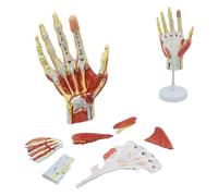 Modelo de anatomía de la Mano Humana de 7 Partes con músculos, ligamentos, Nervios y arterias, espécimen de Esqueleto de Mano Desmontable para enseñanza médica