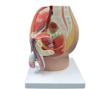 Modelo de anatomía de la pelvis masculina, modelo anatómico del sistema reproductor pélvico sagital de tamaño natural de 4 partes con órgano urinario del músculo de la vejiga, for educación médica