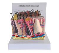 Modelo de anatomía de la piel de perro, canino enfermo, anatómico para oficina de veterinarios y aulas para ciencias, aula, estudio, enseñanza, modelo médico