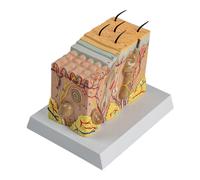 Modelo de anatomía de la piel humana, modelo educativo anatómico de piel para estudiantes de medicina, laboratorio, aula, herramienta de entrenamiento de médicos y enfermeras
