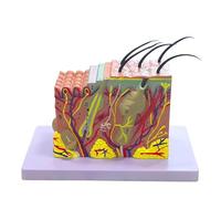 Modelo de anatomía de la Piel: Modelo de Estructura de Capa de Piel anatómica ampliada 35X Modelo anatómico de Piel con Cabello para el Aula de Ciencias o educación del Paciente