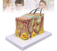 Modelo De Anatomía De La Piel, Modelo De Piel Anatómico Ampliado 35 Veces, Herramienta para Estudio Científico O Educación del Paciente