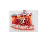 Modelo de anatomía de la placenta humana para estudio de enfermedades, modelo de anatomía de la placenta humana, órgano, enseñanza médica, vena uterina