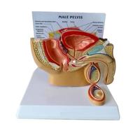 Modelo de anatomía de la próstata masculina, modelo sagital de pelvis masculina a escala 1/2, modelo de enseñanza anatómica del sistema reproductivo for educación médica